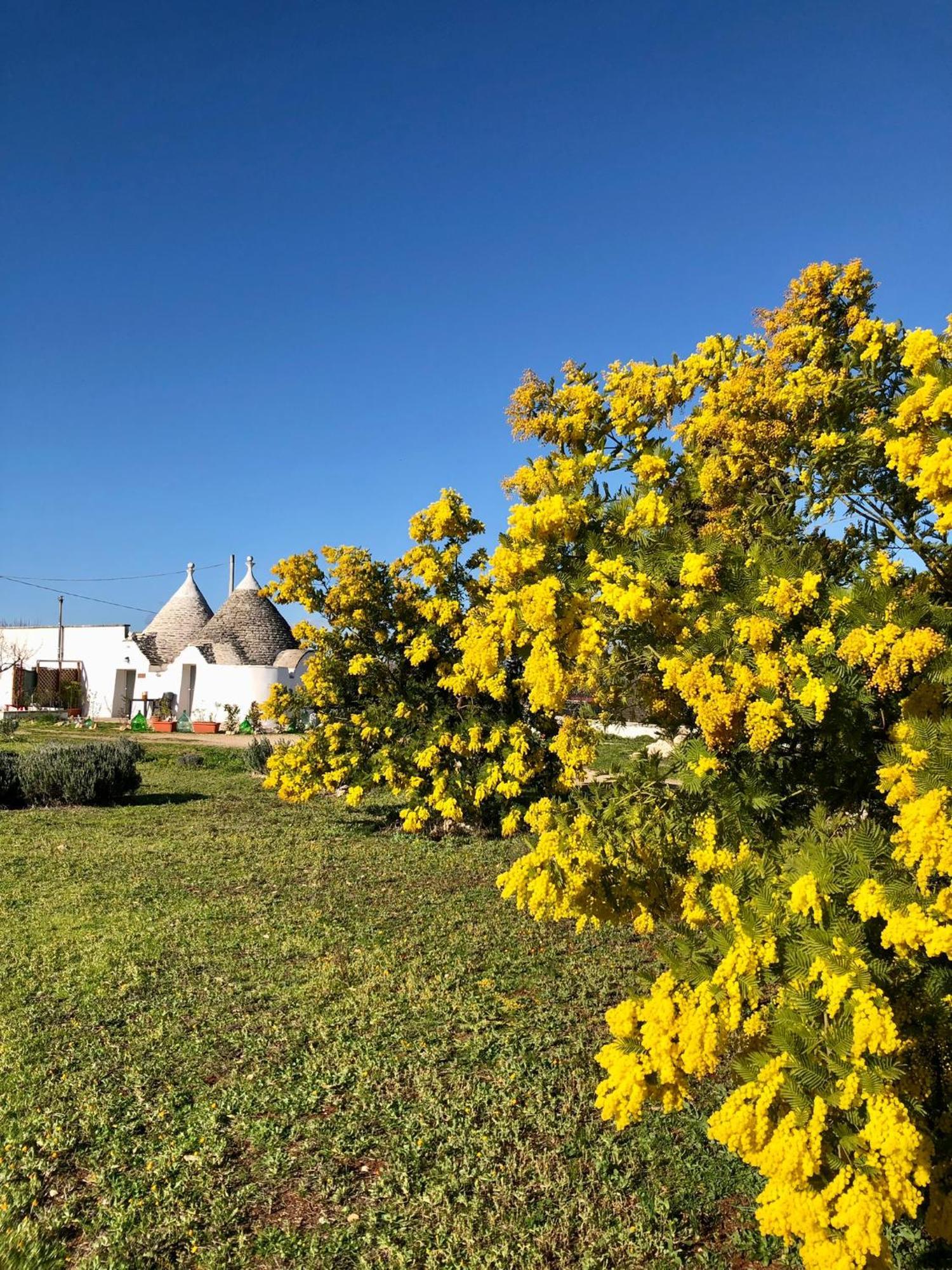 Villa Trullo Trilli Puglia à Martina Franca Extérieur photo